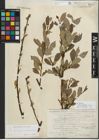 Foto von Salix myrsinifolia Salisb. x Salix phylicifolia L.